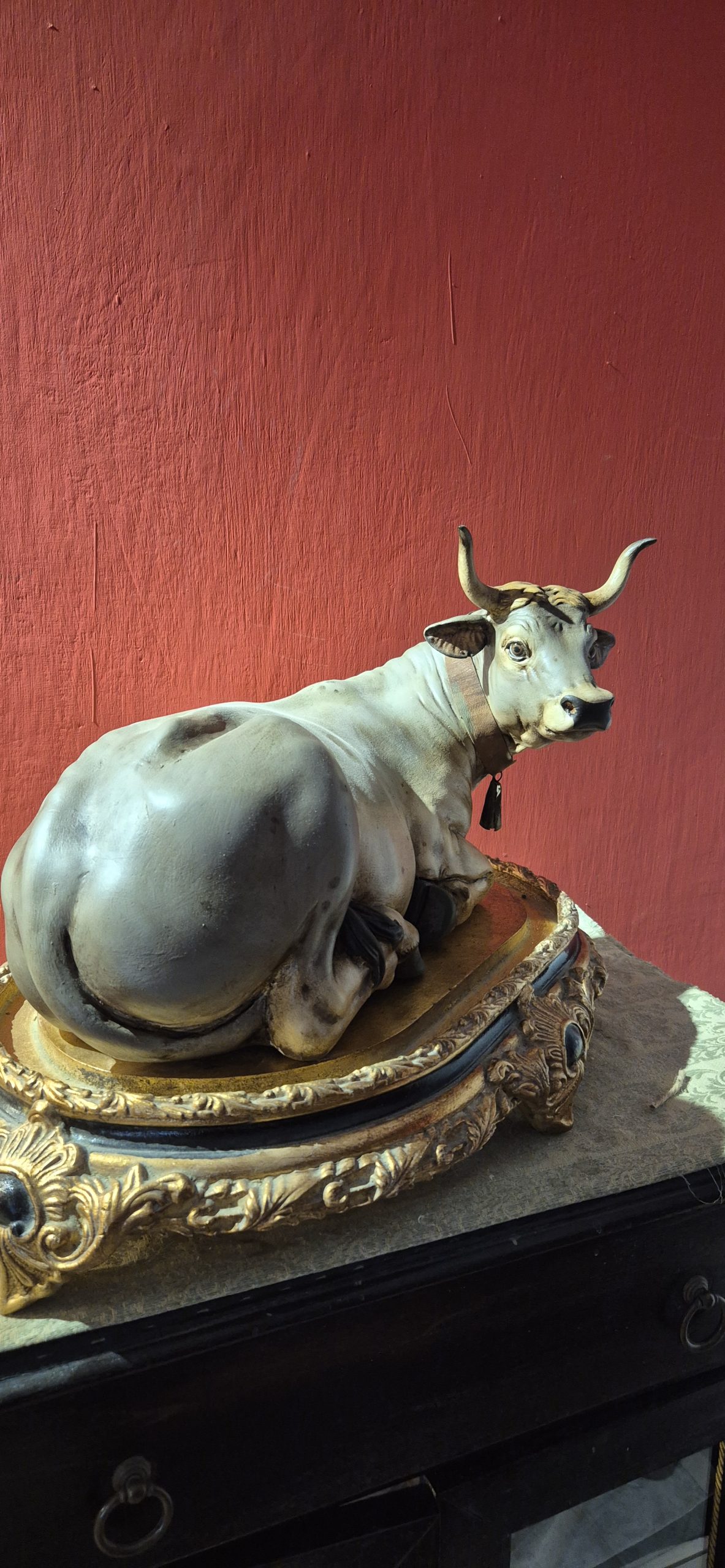 mucca coricata