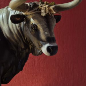 toro maremmano